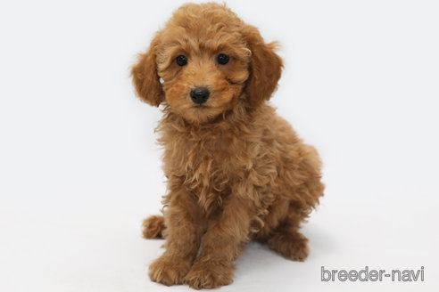 成約済の神奈川県のトイプードル-353063の1枚目